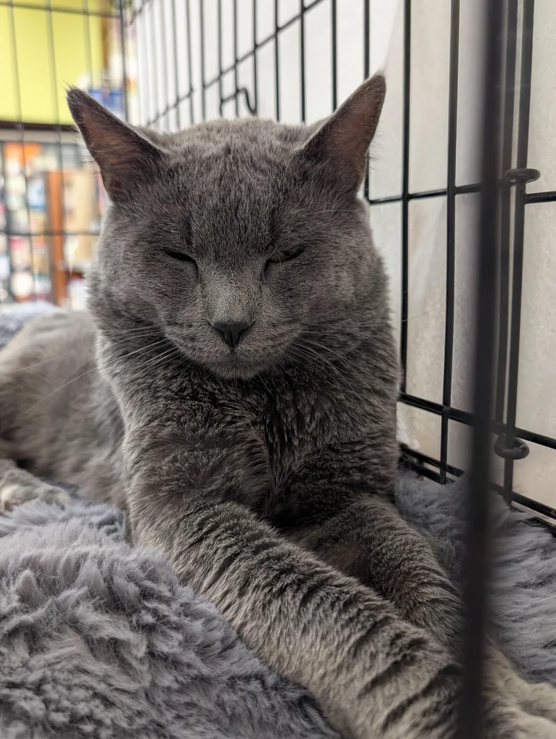 An adult large-sized male Gray / Blue / Silver Chartreux cat named Marmont for adoption in Monrovia, CA