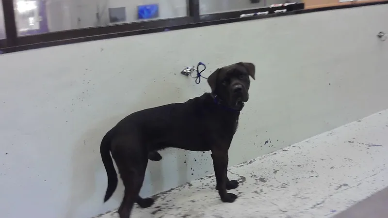 An adult large-sized male Mastiff dog named Trooper for adoption in Houston, TX