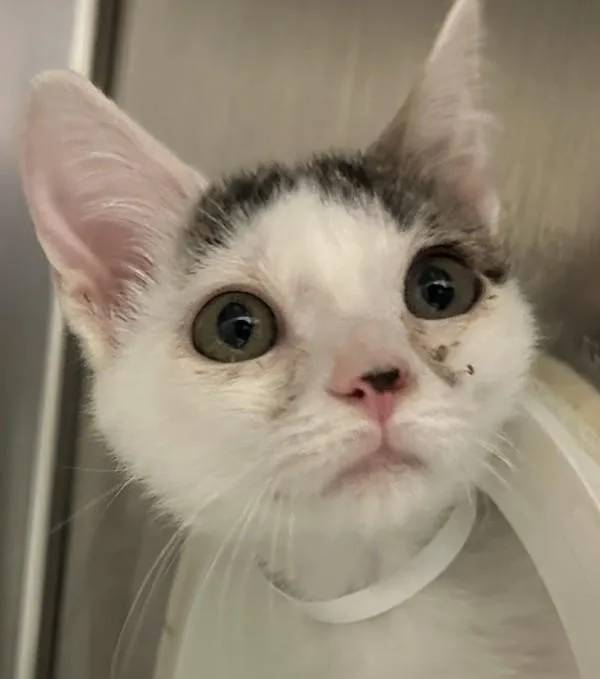 A baby small-sized male Domestic Short Hair cat named Cosmo for adoption in Walnut Creek, CA