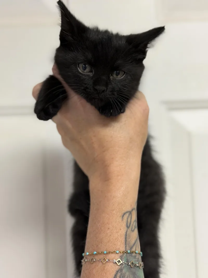 A baby medium-sized female Domestic Short Hair cat named Spiced Chai for adoption in Columbia, SC