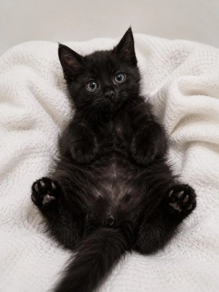 A baby small-sized male Maine Coon cat named Starlord for adoption in New Braunfels, TX