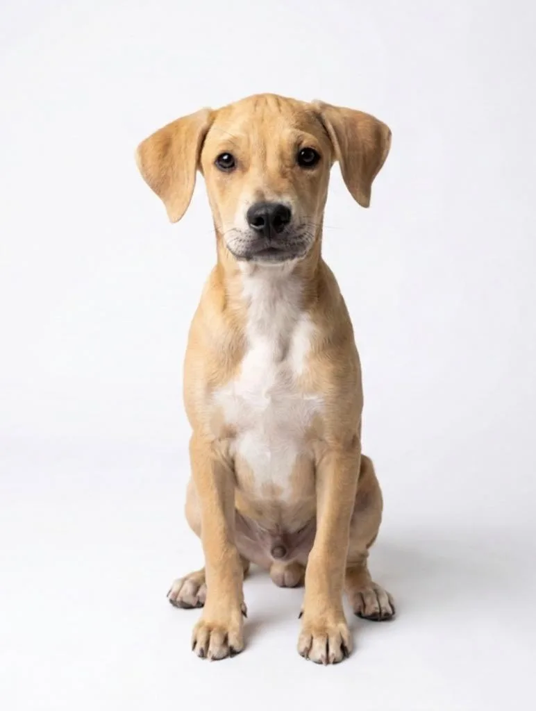 A baby medium-sized male Hound dog named Huckleberry for adoption in Hudson, NY