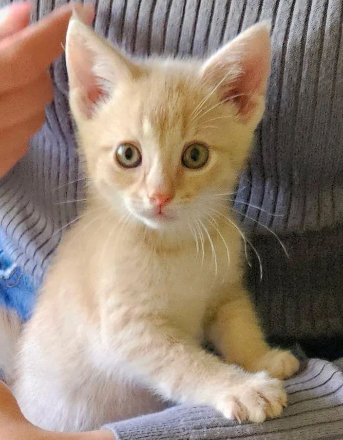 Copper