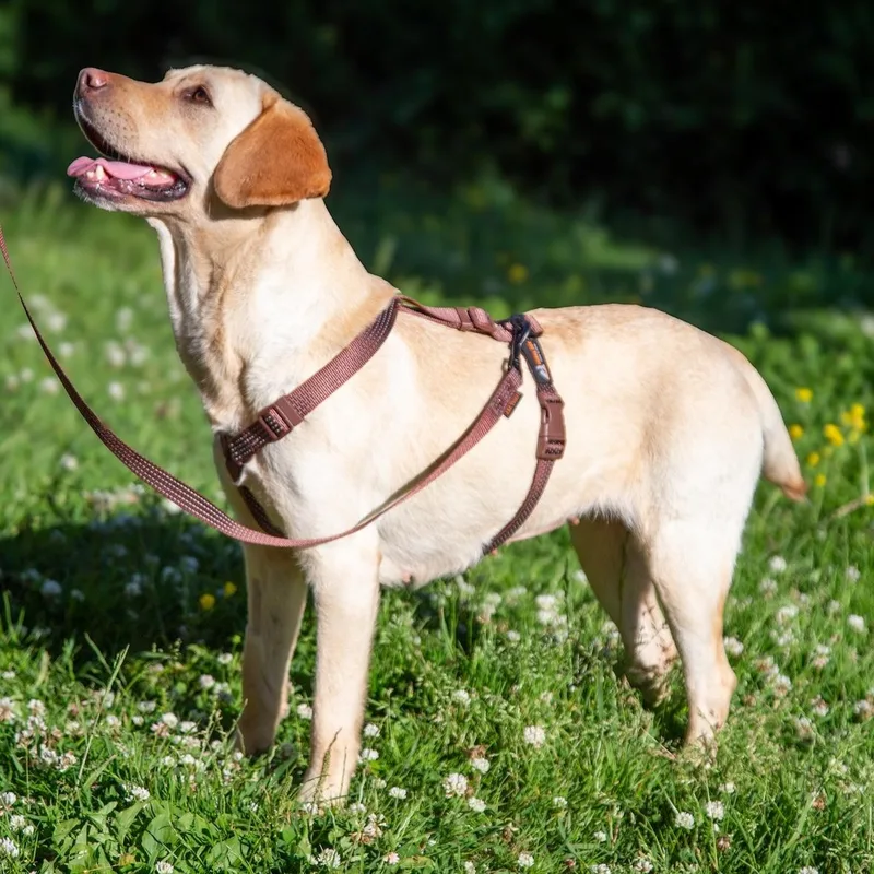 A young medium-sized female Yellow / Tan / Blond / Fawn Labrador Retriever dog named Zoe for adoption in Morristown, NJ
