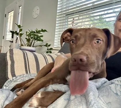 A young medium-sized female American Staffordshire Terrier dog named Dixie for adoption in Palm Coast, FL
