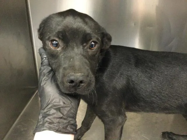A young small-sized male Labrador Retriever dog named Ren for adoption in Thousand Palms, CA