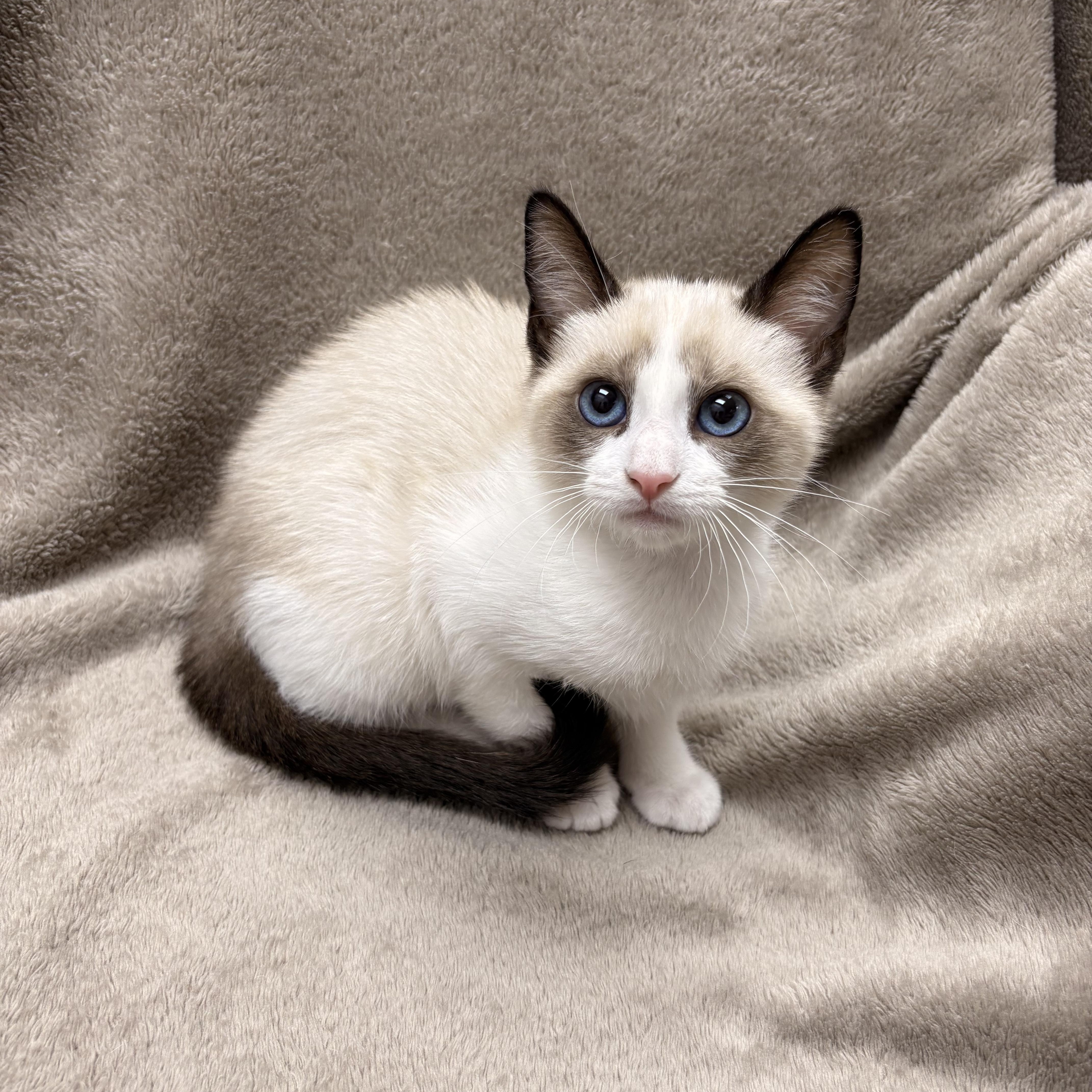 A baby medium-sized female Chocolate Point Domestic Short Hair cat named Swindle for adoption in White Oak, PA