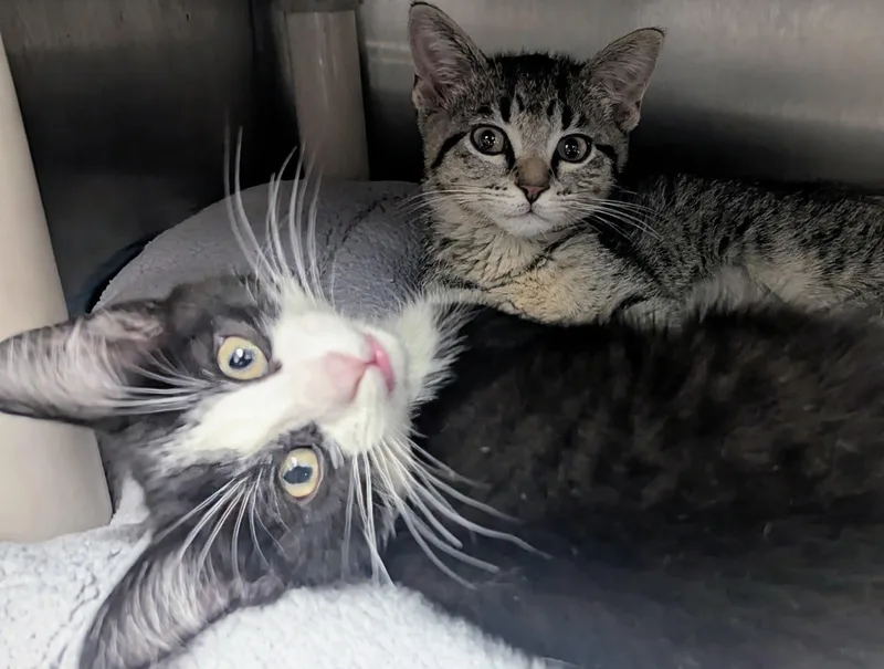 A baby large-sized female Black & White / Tuxedo Domestic Short Hair cat named Christine for adoption in Springfield, IL