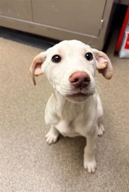 A young small-sized male Labrador Retriever dog named Riley for adoption in Statesville, NC