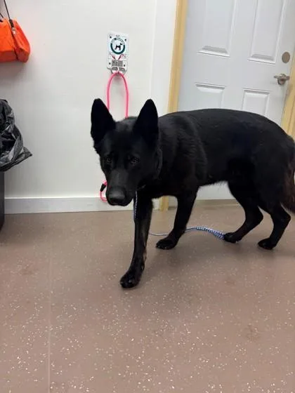 An adult extra large-sized female Shepherd dog named Pantera for adoption in South Bend, IN