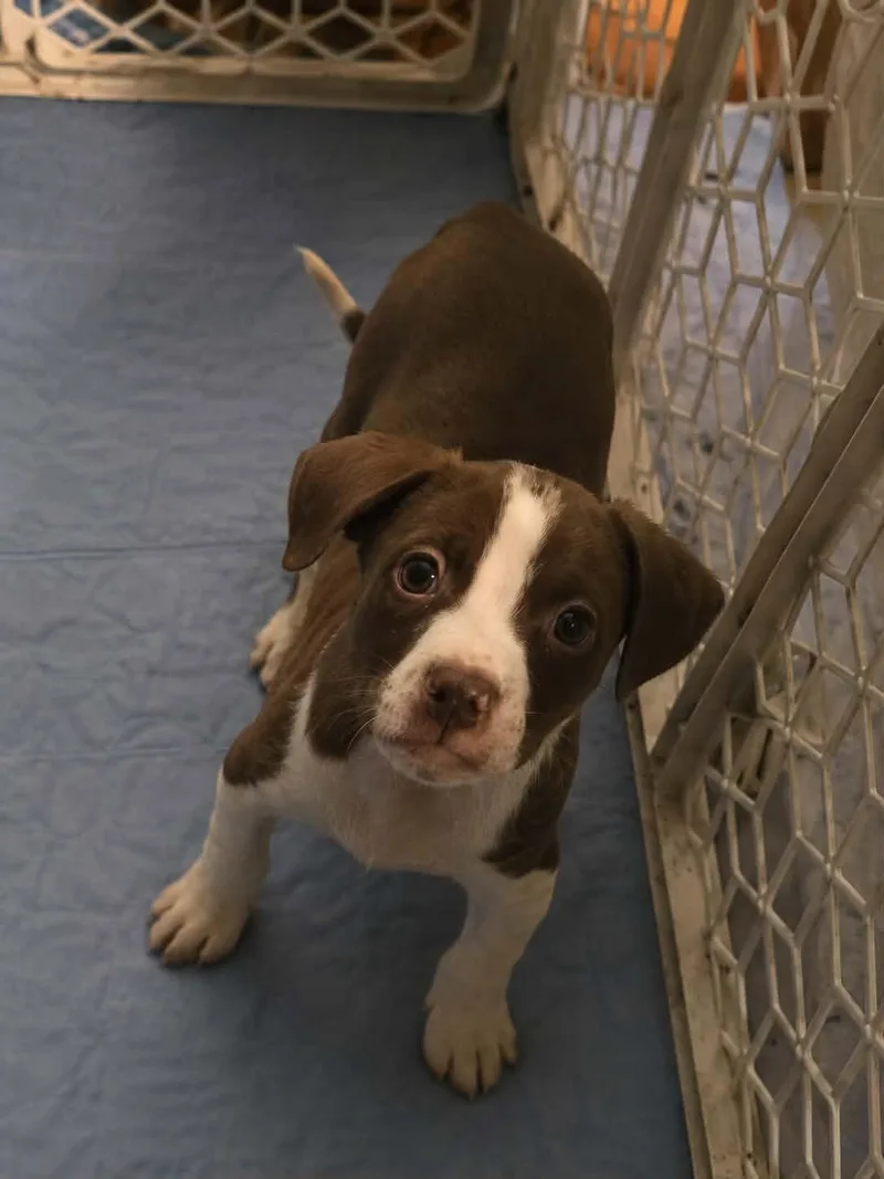 A baby medium-sized male Brown / Chocolate Mixed Breed dog named Rex for adoption in Kenosha, WI