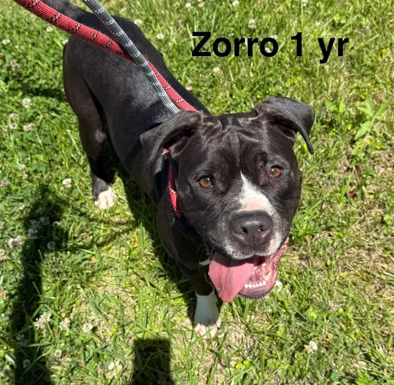 A young medium-sized male Terrier dog named Zorro for adoption in Camden, TN