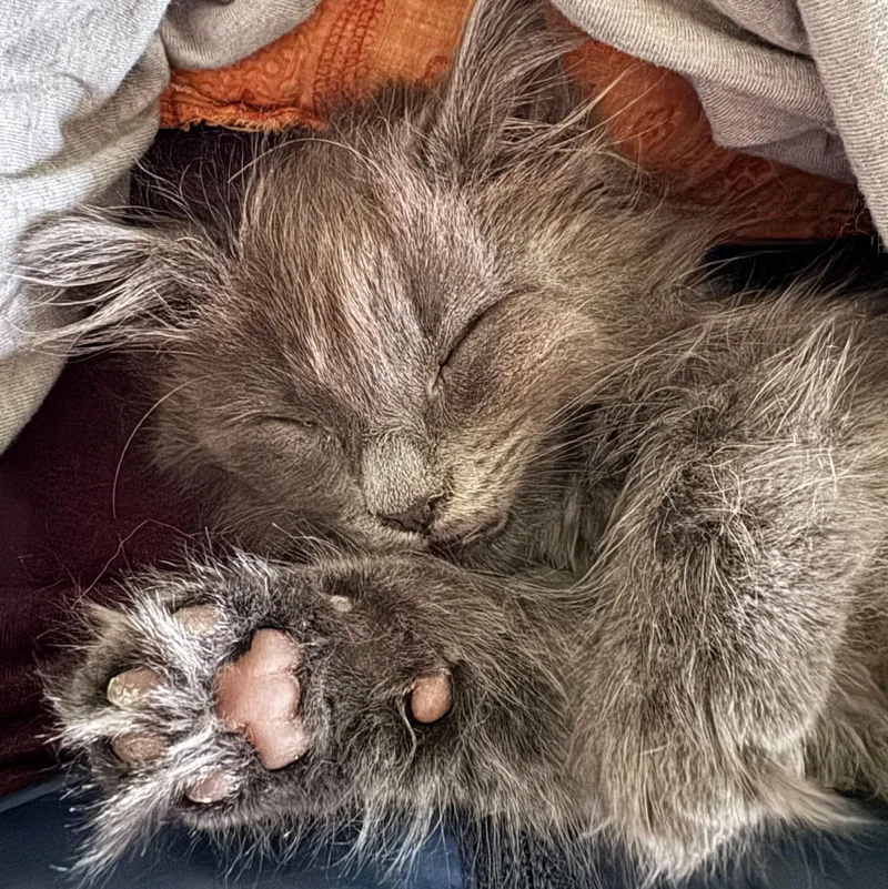 A baby medium-sized female Gray / Blue / Silver Domestic Short Hair cat named Pistachio for adoption in Wilsonville, OR