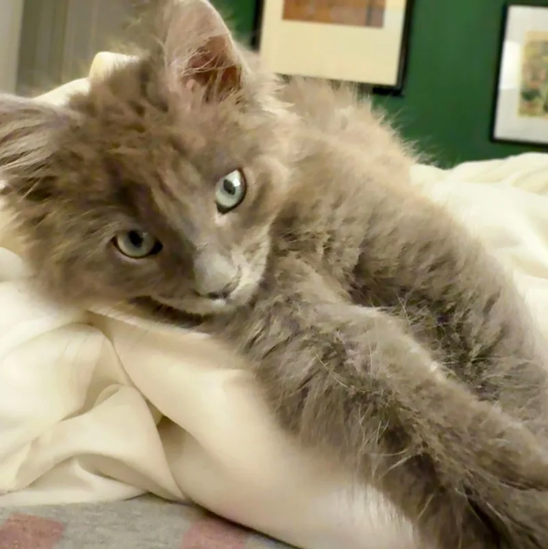 Pistachio thumbnail 2