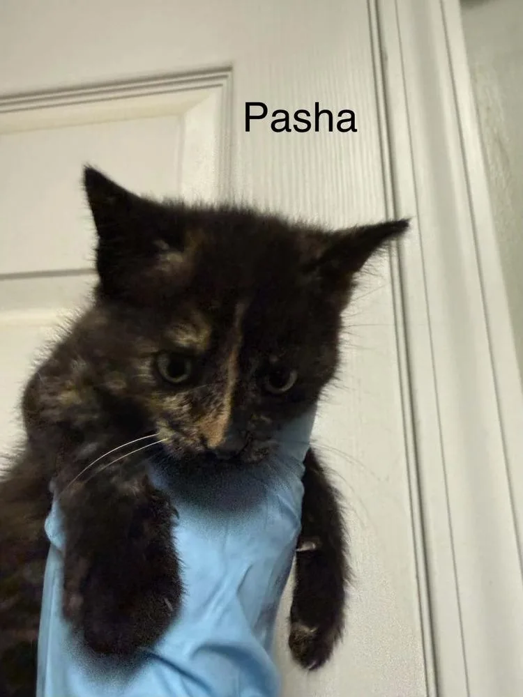 A baby small-sized female Domestic Short Hair cat named Pasha for adoption in Evansville, IN