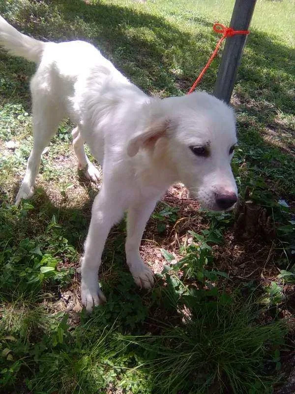 A baby large-sized female White / Cream Great Pyrenees dog named Jelly Pop for adoption in Spring, TX