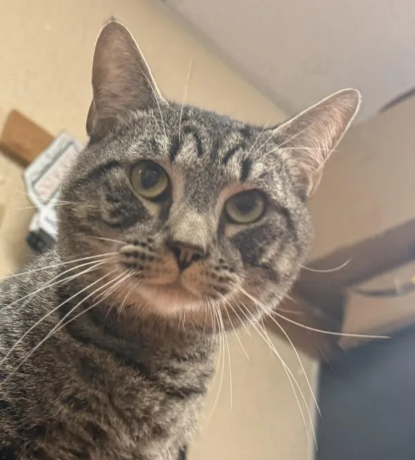 An adult small-sized male Domestic Short Hair cat named Chit Chat for adoption in Salisbury, MD
