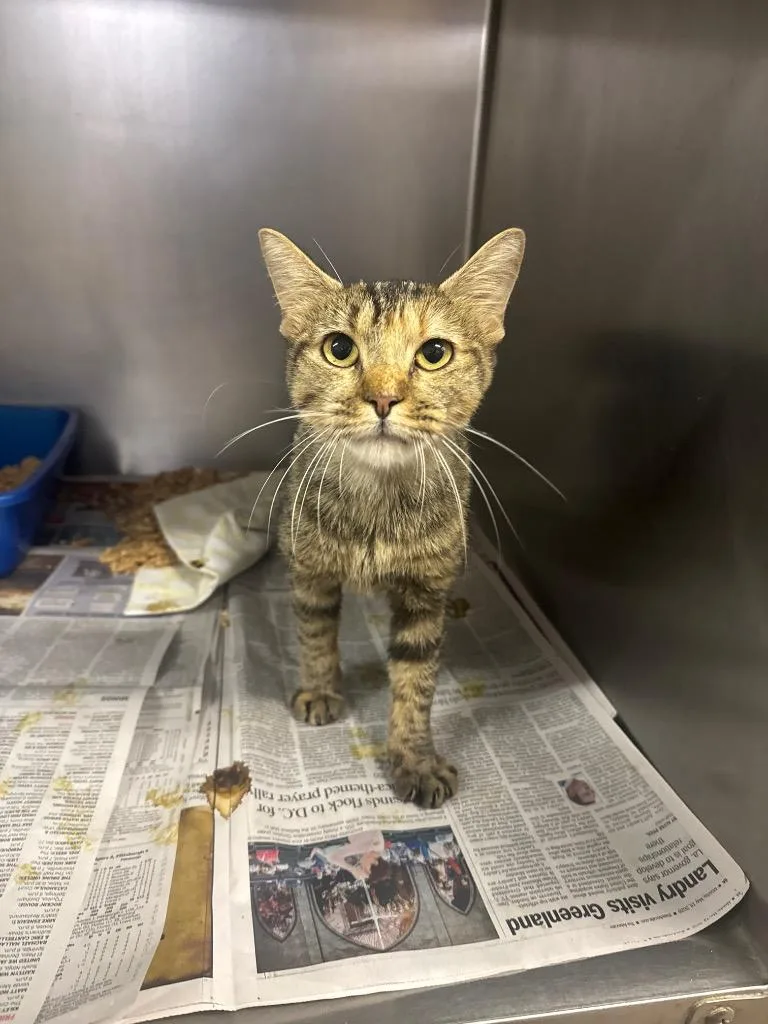 A young medium-sized female American Bobtail cat named Julienne for adoption in Sorrento, LA