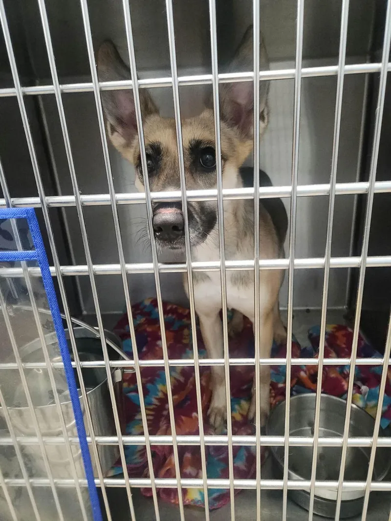 An adult medium-sized female German Shepherd Dog dog named Daffodil for adoption in Kingman, AZ