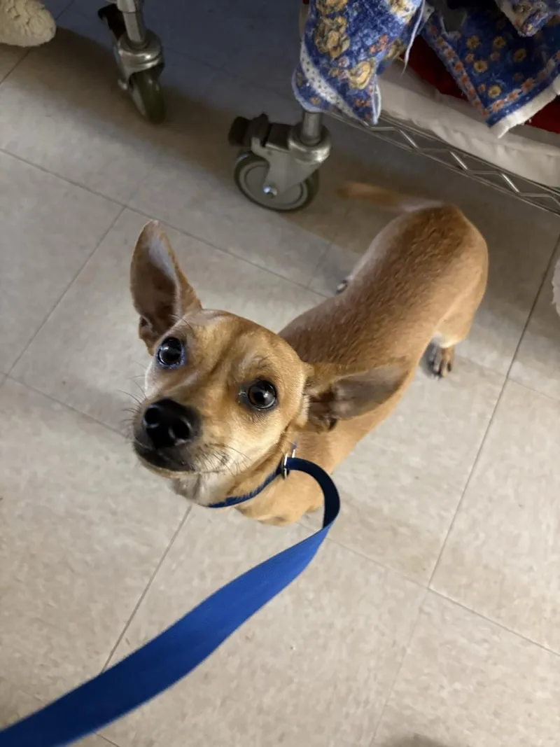 An adult small-sized male Chihuahua dog named A for adoption in Olivehurst, CA