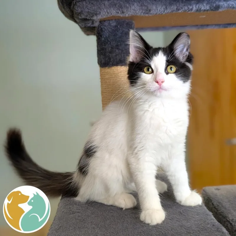 A baby small-sized female White Domestic Medium Hair cat named Lilly for adoption in Toledo, OH