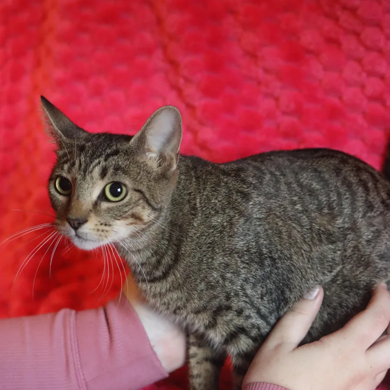 A young medium-sized female Domestic Short Hair cat named Mystique for adoption in Franklin, TN
