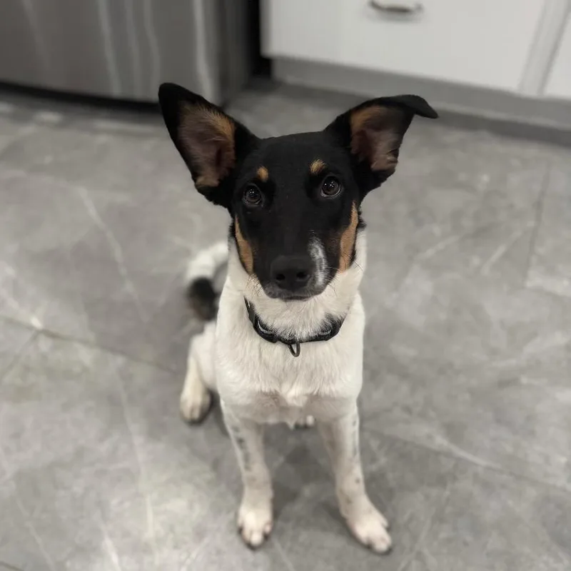 A young small-sized male Tricolor (Brown, Black, & White) Border Collie dog named Graham for adoption in The Woodlands, TX