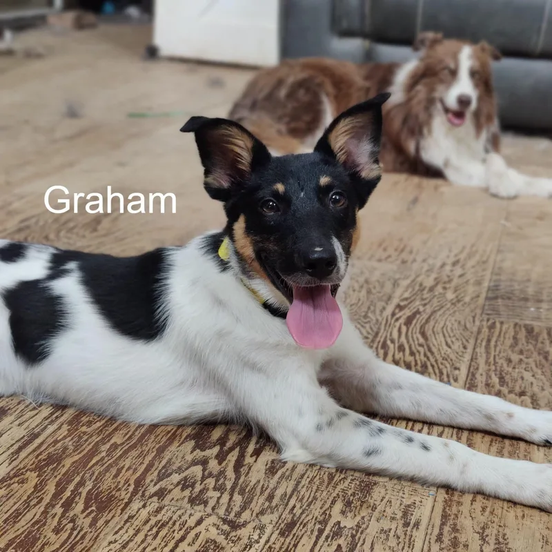 Graham thumbnail 5