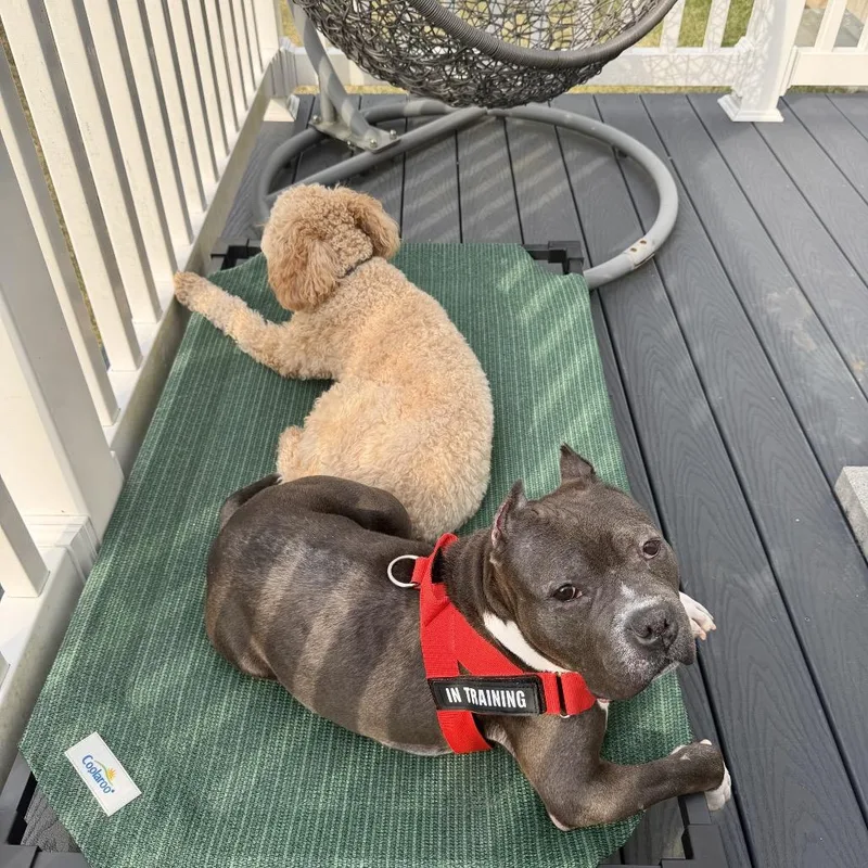 An adult medium-sized female Gray / Blue / Silver Pit Bull Terrier dog named Laxmi for adoption in Weimar, CA