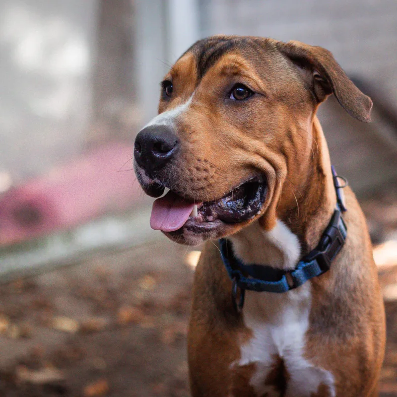 A young medium-sized male Pit Bull Terrier dog named Sentry for adoption in Martinez, CA