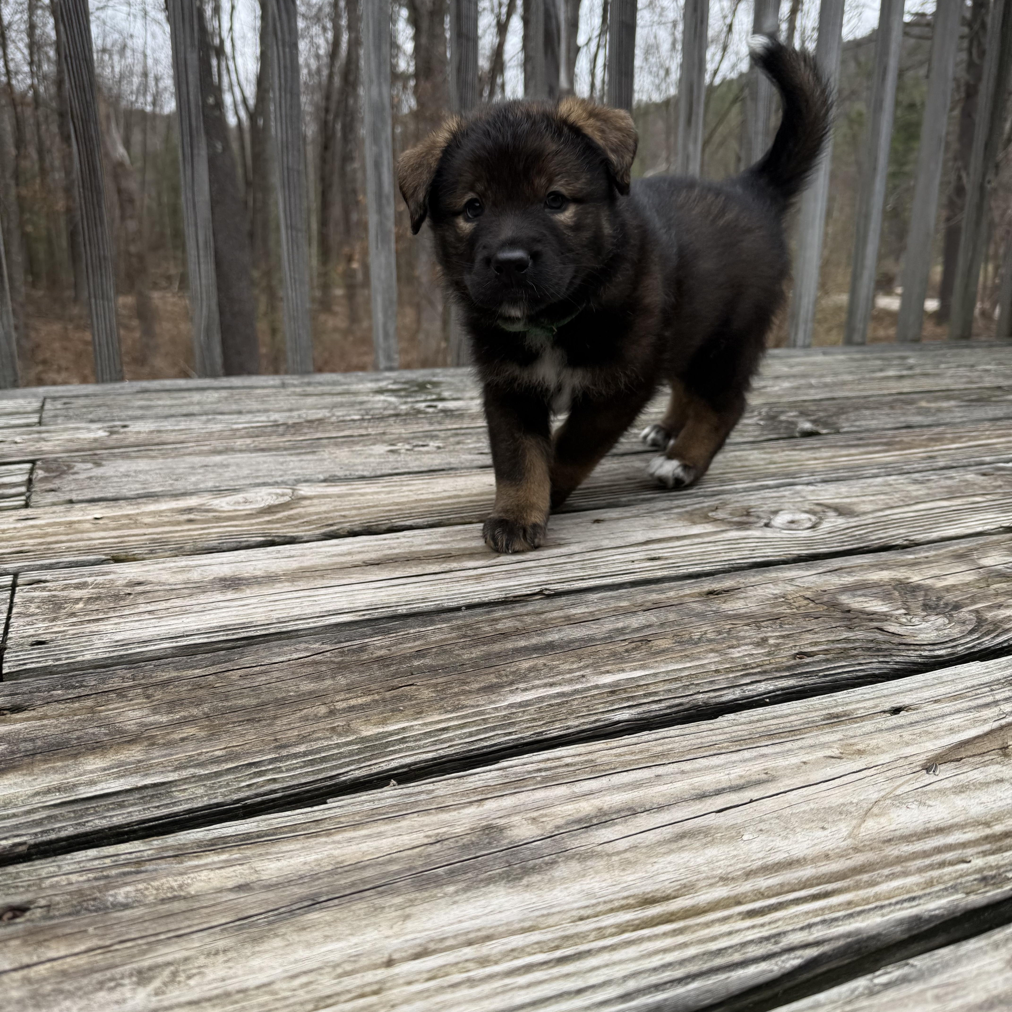 Lyra Hufflepup thumbnail 2