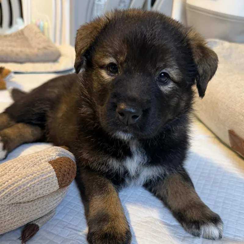 A baby medium-sized female Black Border Collie dog named Lyra Hufflepup for adoption in Andover, MA