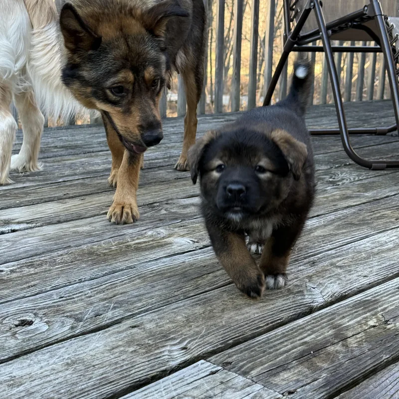 Lyra Hufflepup thumbnail 4