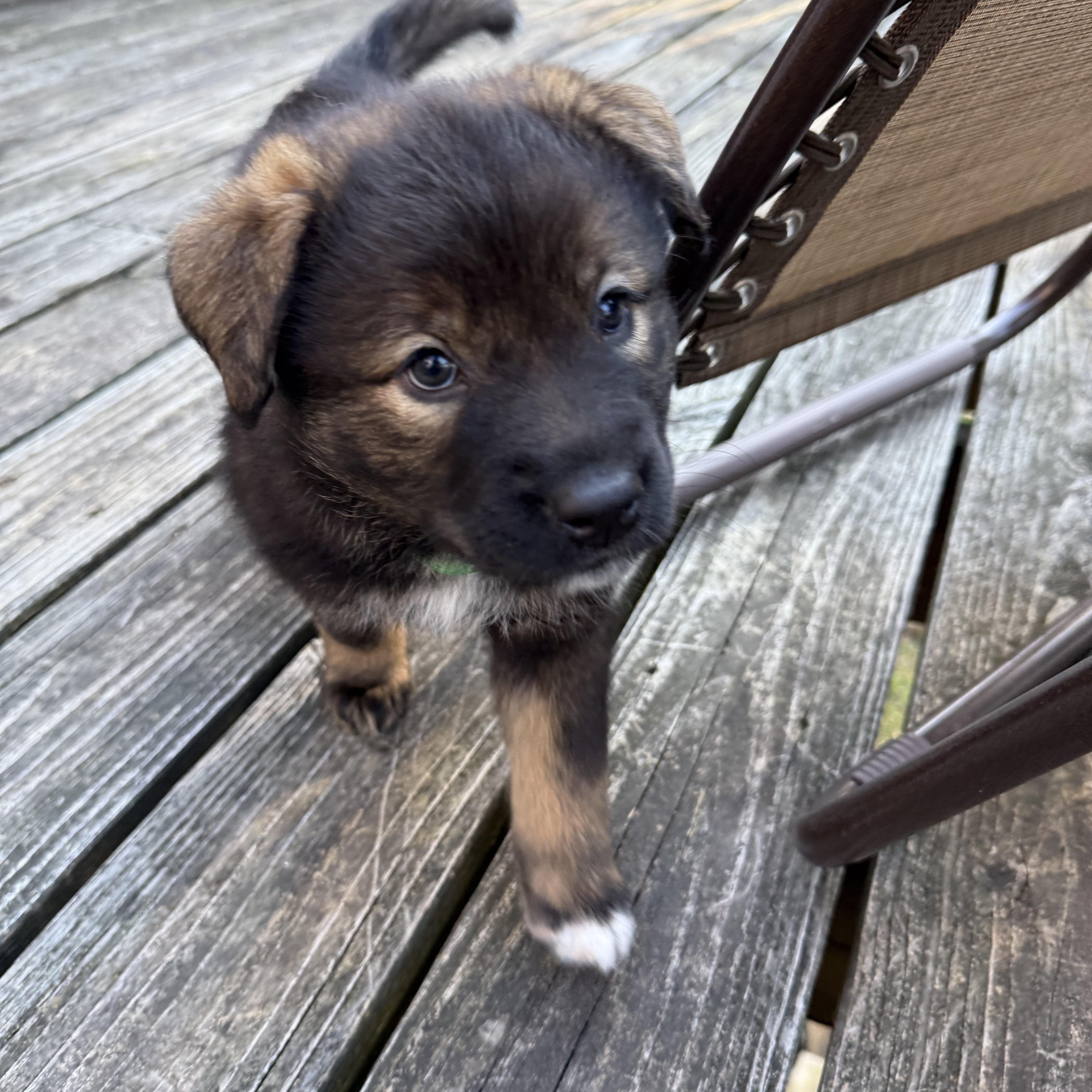 Lyra Hufflepup thumbnail 5