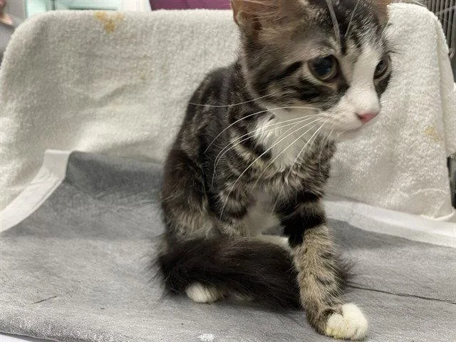 A baby small-sized female Brown / Chocolate Domestic Short Hair cat named Cara for adoption in Tavares, FL
