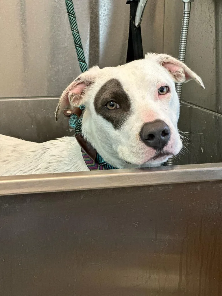 Wishbone thumbnail 2