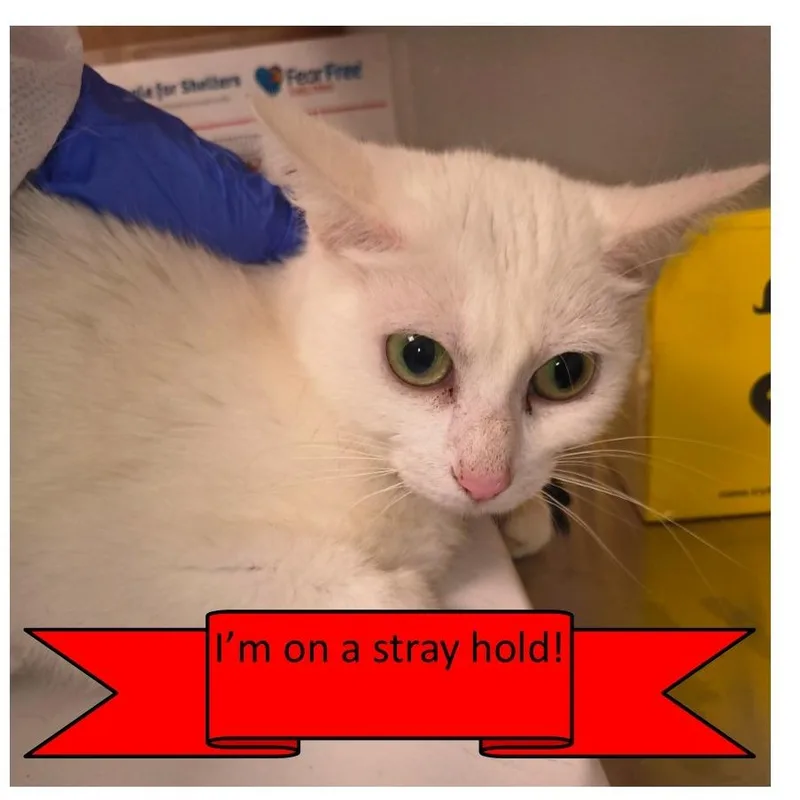 An adult medium-sized female Brown / Chocolate Domestic Short Hair cat named Fluffernutter for adoption in Tulsa, OK