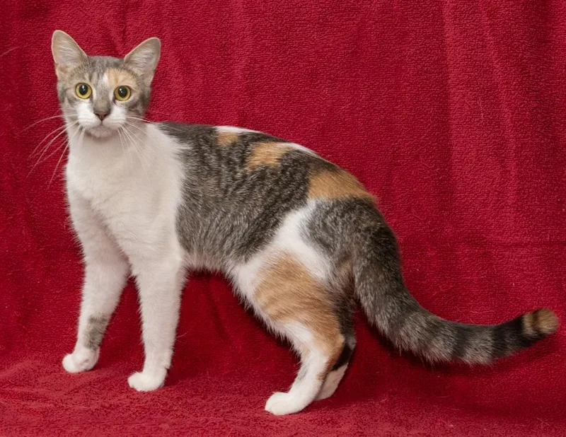 A young medium-sized female Calico Domestic Short Hair cat named Lola for adoption in Englewood, NJ