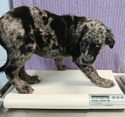 A young small-sized male Catahoula Leopard Dog dog named Lennon for adoption in Taylorsville, NC