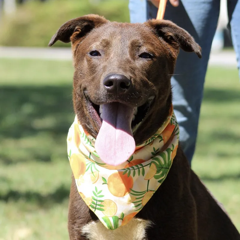 A young large-sized male Brown / Chocolate Labrador Retriever dog named Bill Board for adoption in Columbia, SC