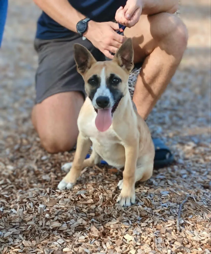 Daisypup thumbnail 3