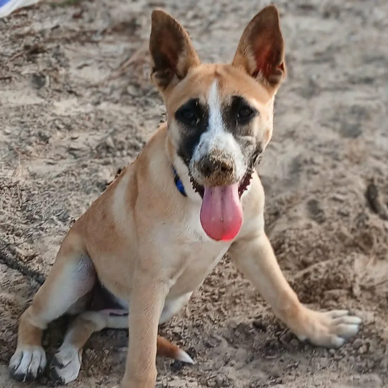 Daisypup thumbnail 4