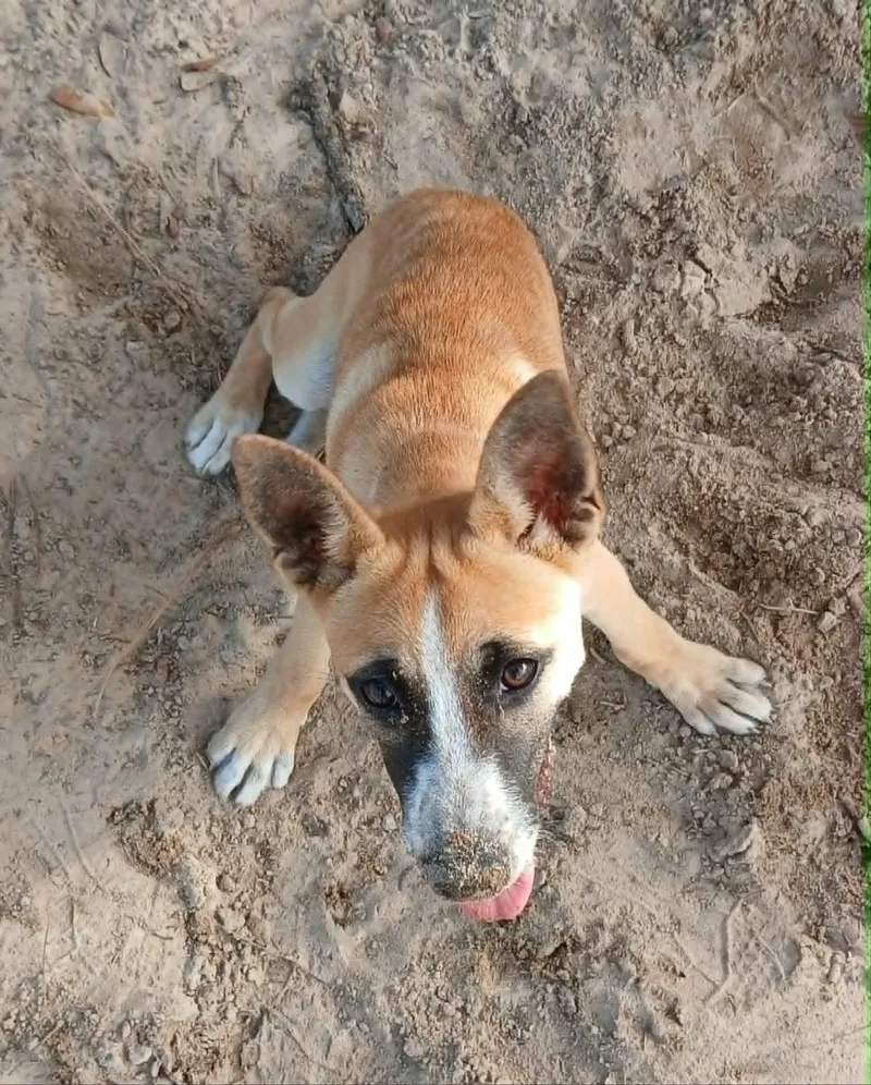 Daisypup thumbnail 5