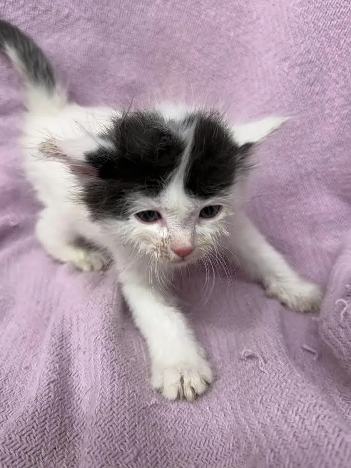 A young small-sized male Black & White / Tuxedo Domestic Short Hair cat named Ajax for adoption in Oakdale, CA