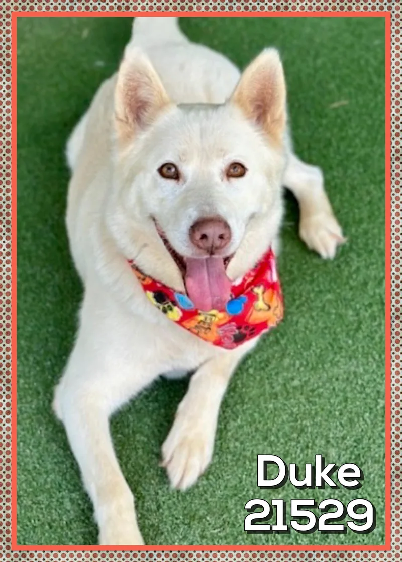 Duke