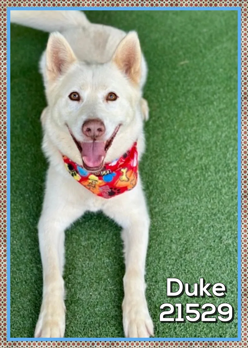 Duke thumbnail 2