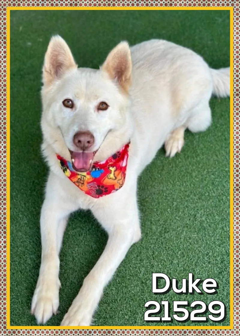 Duke thumbnail 3