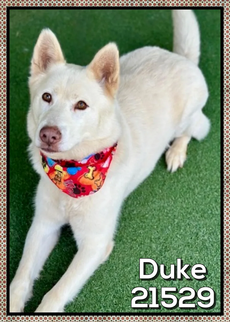 Duke thumbnail 4