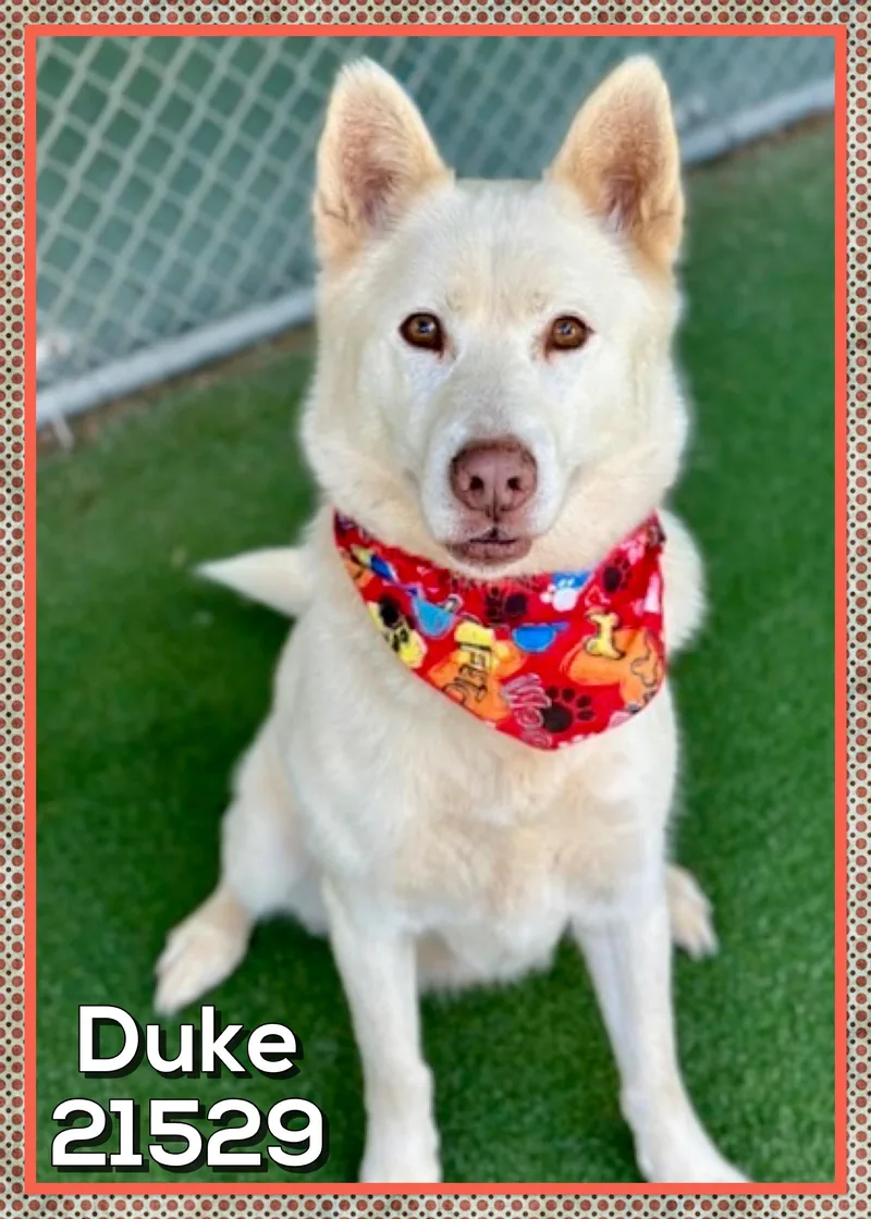 Duke thumbnail 6