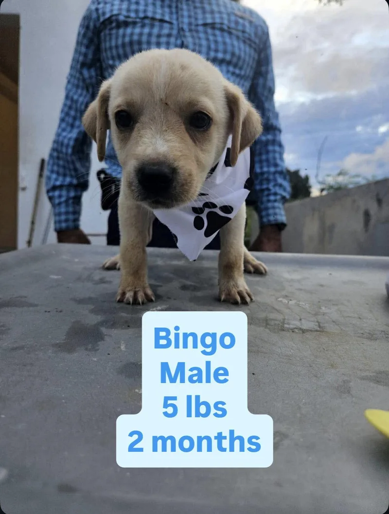 A baby medium-sized male Labrador Retriever dog named Bingo for adoption in Virginia Beach, VA
